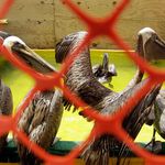 Brown pelicans recently cleaned of oil from the Deepwater Horizon spill are seen in a holding area at the International Bird Rescue Research Center.